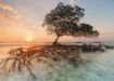 Imagen de Rompecabezas Avh Red Mangrove 1000 Piezas