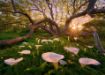 Imagen de Rompecabezas Magic Forests Calla Clearing March 1000 Piezas